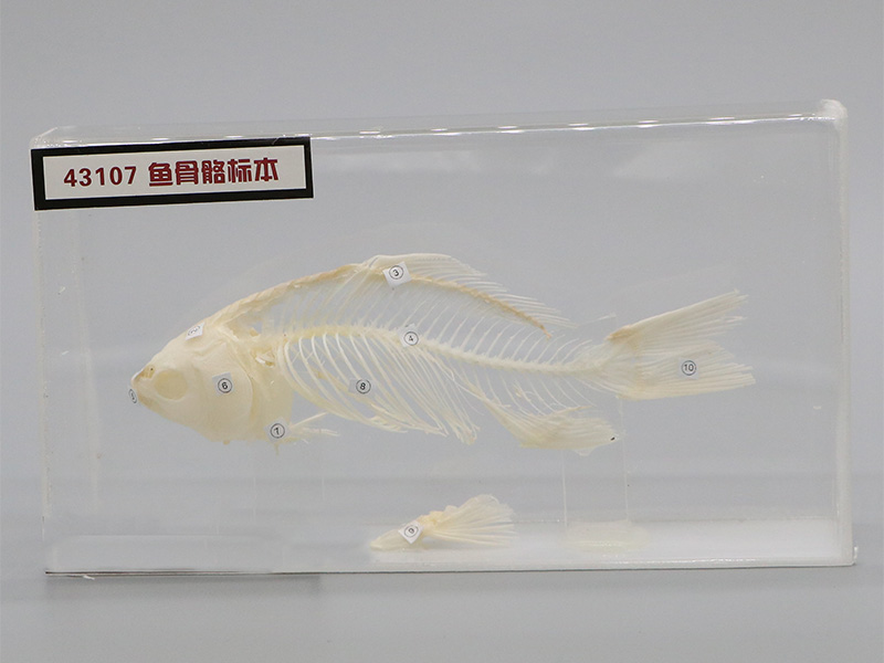 魚骨骼標本2.jpg